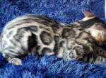 Brown Rosetted Male Cocoa - Bengal Cat For Sale - Bradner, OH, US