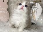 Jay blue bicolor Male - Ragdoll Cat For Sale - Minerva, OH, US