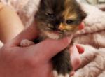 Gingersnap - Siberian Cat For Sale - Clintwood, VA, US