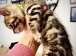 Miso's Babies - Bengal Cat For Sale - Brooklyn Park, MN, US