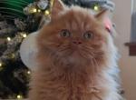 Pumpkin - Scottish Straight Cat For Sale - Seattle, WA, US