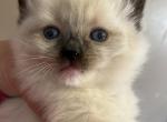 Bunny - Ragdoll Cat For Sale - Chambersburg, PA, US