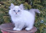 Ruslana - Siberian Cat For Sale - Norwalk, CT, US