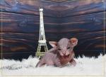 Zelat - Sphynx Cat For Sale - Pembroke Pines, FL, US