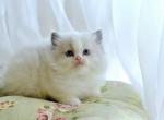 Monica - Ragdoll Cat For Sale - Hollywood, FL, US