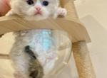 Seal bicolor Girl - Ragdoll Cat For Sale - Fontana, CA, US