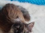 Wolfy - Persian Cat For Sale - Lake Mary, FL, US