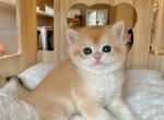 Golden Boy NY12 - British Shorthair Cat For Sale - Fontana, CA, US