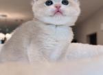 Purple shaded CY12 boy - British Shorthair Cat For Sale - Fontana, CA, US