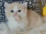 shortleg boy red white - Munchkin Cat For Sale - Fontana, CA, US