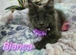 Bianca from Wednesday themed litter - Maine Coon Cat For Sale - Kingman, AZ, US