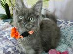 Enid from the Wednesday themed litter - Maine Coon Cat For Sale - Kingman, AZ, US