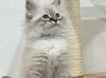 Grey Collar - Siberian Cat For Sale - Rosenberg, TX, US