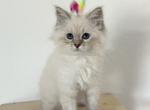 Light Pink Collar - Siberian Cat For Sale - Rosenberg, TX, US