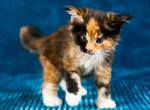 Nino - Maine Coon Cat For Sale - Hollywood, FL, US