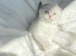 Twixie Lilac Golden point Scottish fold girl - Scottish Fold Cat For Sale - Athens, GA, US