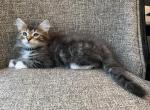 Baby Boy Siberian kitten black collar - Siberian Cat For Sale - Old Bridge, NJ, US