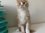 Mittens - Maine Coon Cat For Sale - Boston, MA, US