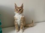 Gizmo - Maine Coon Cat For Sale - Boston, MA, US