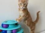 Muffin - Maine Coon Cat For Sale - Boston, MA, US