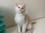 Lenny - Maine Coon Cat For Sale - Boston, MA, US