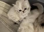 Blue cream point female Himalayan - Himalayan Cat For Sale - Little Egg Harbor Township, NJ, US