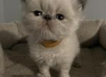 Blue point male Himalayan - Himalayan Cat For Sale - Little Egg Harbor Township, NJ, US