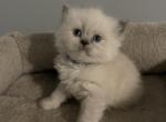 Blue cream doll face female Himalayan - Himalayan Cat For Sale - Little Egg Harbor Township, NJ, US