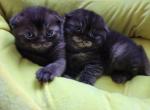 RARE COLORS CHAMPION BLOODLINES - Scottish Fold Cat For Sale - MI, US