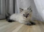 Male Himalayan - Himalayan Cat For Sale - Vestal, NY, US