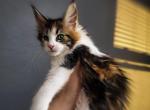 Calico girl TICA - Maine Coon Cat For Sale - Plainfield, IN, US