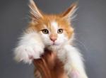 Arci TICA - Maine Coon Cat For Sale - Plainfield, IN, US