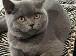 Charlie - British Shorthair Cat For Sale - WA, US