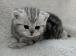 Luna - Scottish Fold Cat For Sale - Prior Lake, MN, US