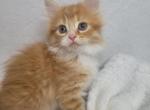 G little - Persian Cat For Sale - Sullivan, MO, US
