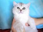 Major - British Shorthair Cat For Sale - New York, NY, US