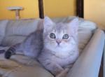 Litter blue gold - British Shorthair Cat For Sale - New York, NY, US