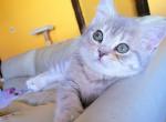 Litter A bluegold - British Shorthair Cat For Sale - New York, NY, US