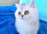 Melanie - British Shorthair Cat For Sale - New York, NY, US