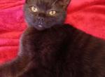 Sweet Scottish Straight kitten - Scottish Straight Cat For Sale - TX, US