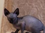 Kitten 1 - Sphynx Cat For Sale - Mundelein, IL, US