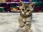 Riley - American Bobtail Cat For Sale - West Branch, MI, US