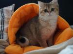 SIRENA - British Shorthair Cat For Sale - San Mateo, CA, US