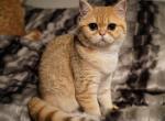 SONIA - British Shorthair Cat For Sale - San Mateo, CA, US