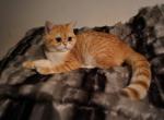 GINGER - British Shorthair Cat For Sale - San Mateo, CA, US