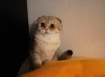 BONNIE - British Shorthair Cat For Sale - San Mateo, CA, US