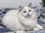 Zapp - Ragdoll Cat For Sale - Tuscaloosa, AL, US