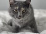 Fern - Munchkin Cat For Sale - Ava, MO, US