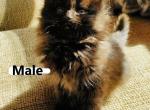 Black with brown scarf Male - Maine Coon Cat For Sale - Kent, WA, US