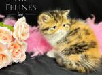 Ginger Reserved - Exotic Cat For Sale - Ottawa, KS, US